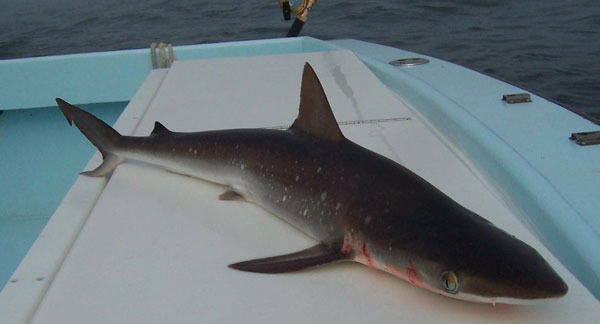 shark fishing_atsharp.jpg